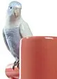 Parrot Parade Vase. Coral